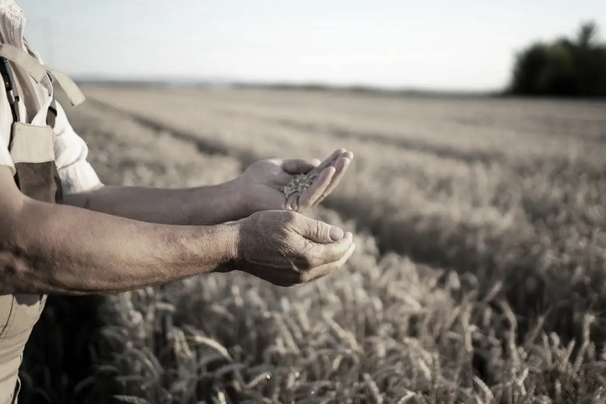 Manos sosteniendo granos — sector agroindustrial